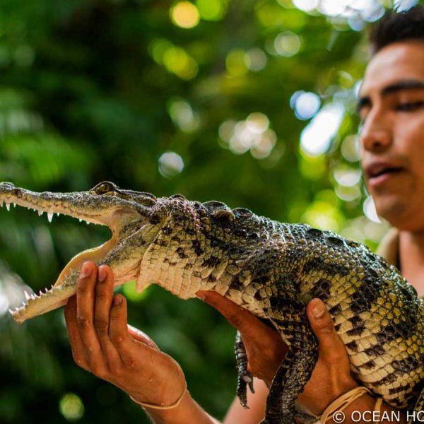 a zoo interpeter presents the audience with a crocodile