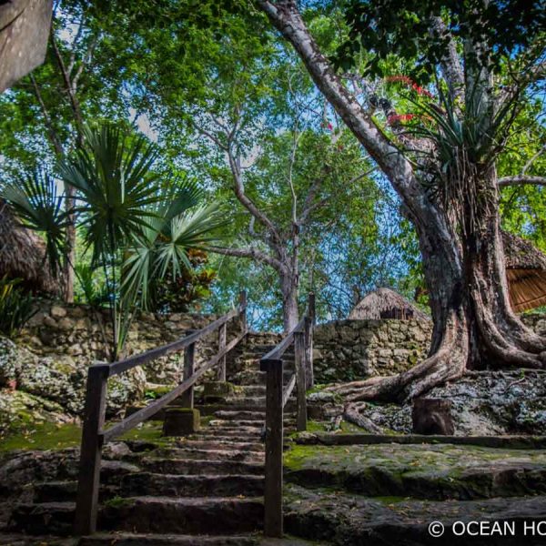 stone steps with a wooden railing lead down through the trees to a cenote