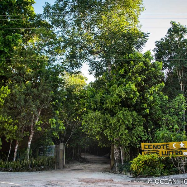A gated pathway leads into the lush jungle