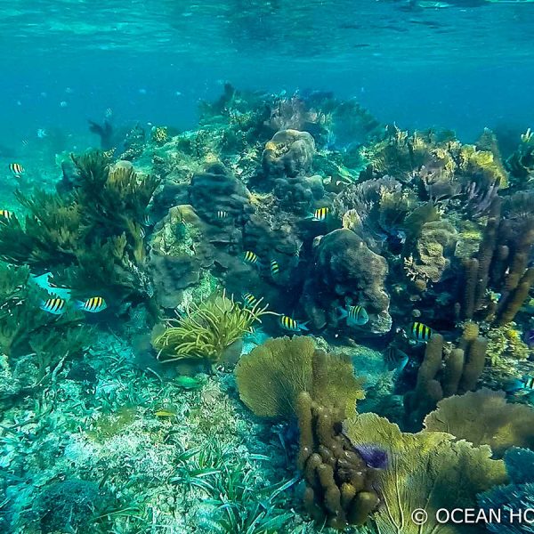 brightly colored striped yellow and blue fish swim amidst the coral