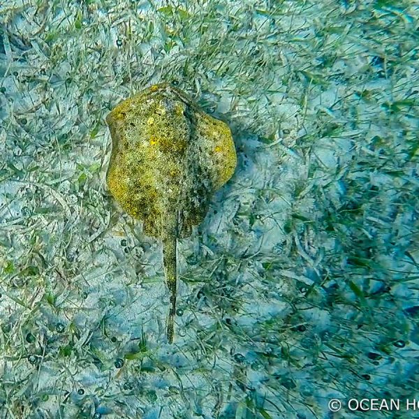 a spotted yellow stingray swims near the ocean floor